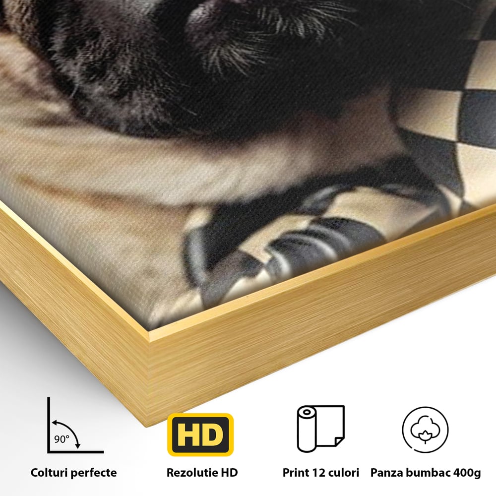 Detaliu al suprafetei: tablou canvas cu pug in manusi de box, in rama de aluminiu auriu
